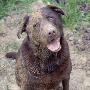 JenishaLimbu's profile picture